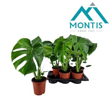 Monstera deliciosa