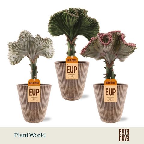 Euphorbia lactea CRISTATA MIX