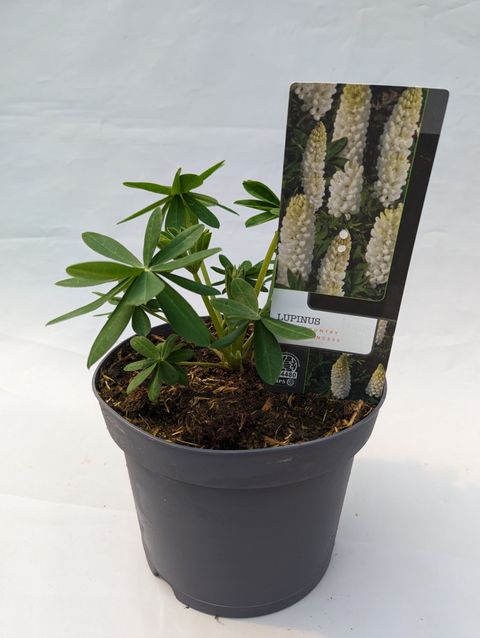 Lupinus WEST COUNTRY POLAR PRINCESS
