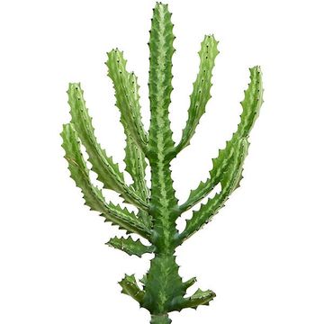 Euphorbia lactea