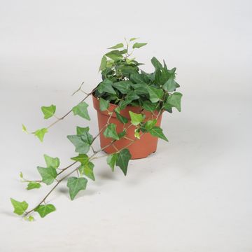 Hedera helix White Wonder - English Ivy - Hanging Plants