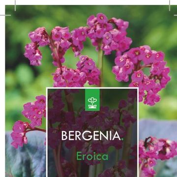 Bergenia cordifolia 'Eroica'