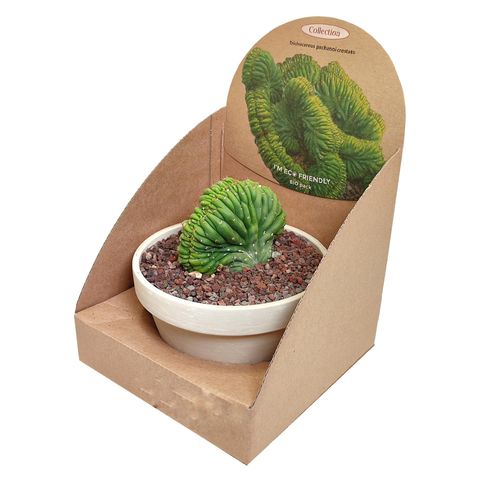 Trichocereus pachanoi cristata