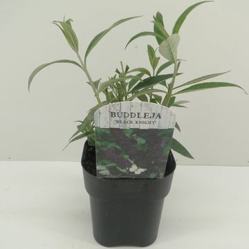 Buddleja davidii 'Блэк Найт'