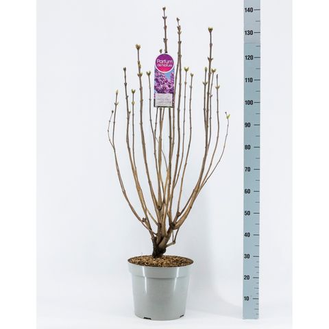 Syringa vulgaris 'Belle de Nancy'