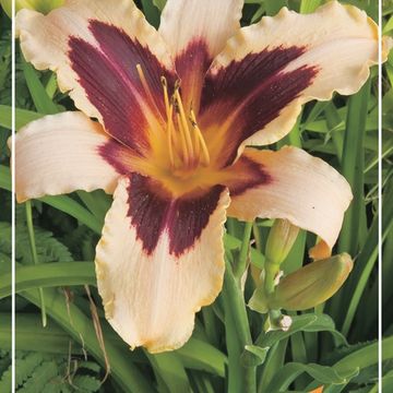 Hemerocallis 'Wild Horses'