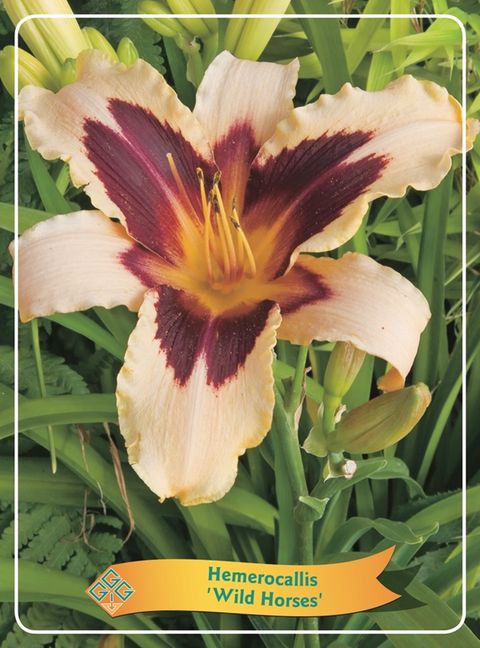 Hemerocallis 'Wild Horses'