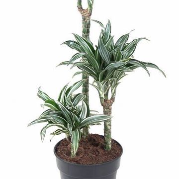 Dracaena fragrans 'Jade Jewel'