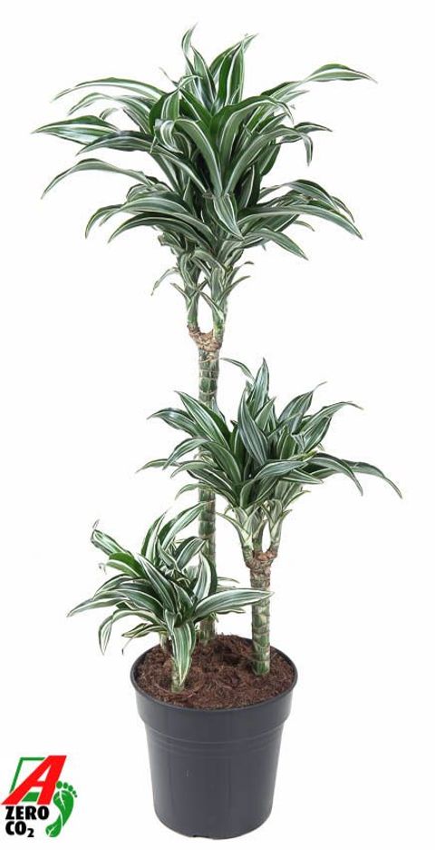 Dracaena fragrans 'Jade Jewel'