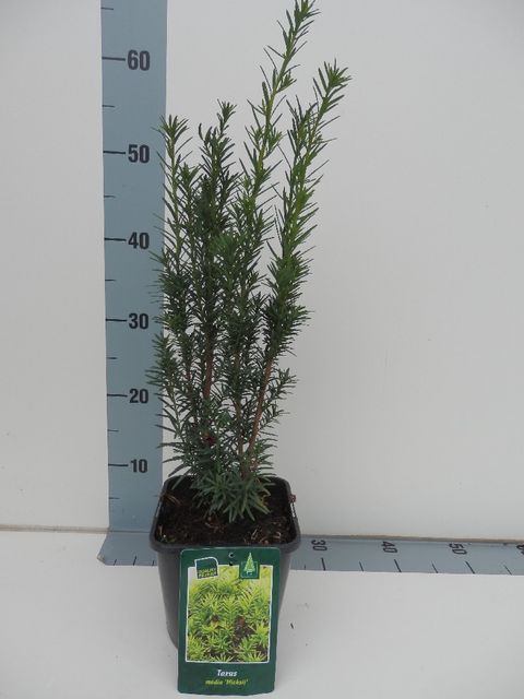 Taxus x media 'Hicksii'