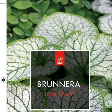 Brunnera macrophylla 'Jack Frost'