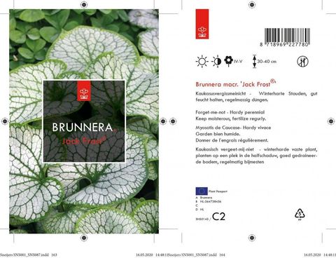 Brunnera macrophylla 'Jack Frost'