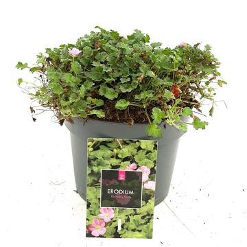 Erodium x variabile 'Bishop's Form'