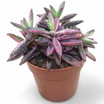 Kalanchoe daigremontiana