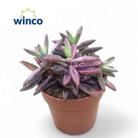 Kalanchoe daigremontiana