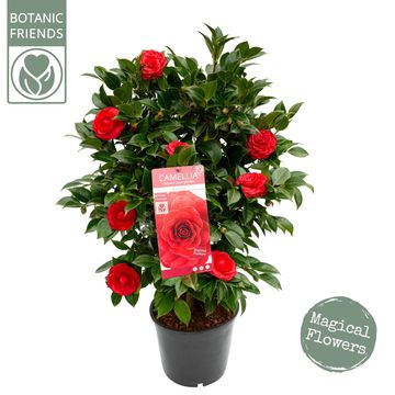 Camellia 'Black Lace'