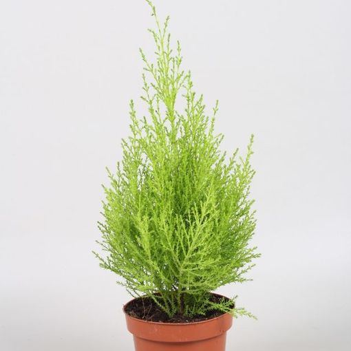 Cupressus macrocarpa 'Goldcrest Wilma' (Vireõ Plant Sales)