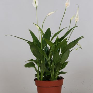 Spathiphyllum 'Korto'