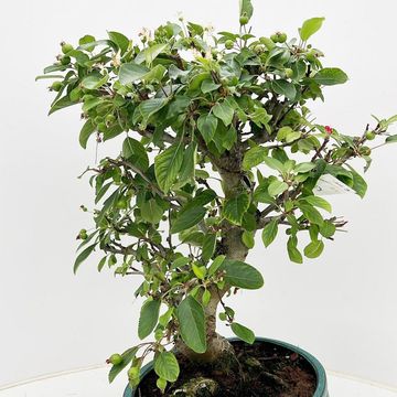 Malus halliana