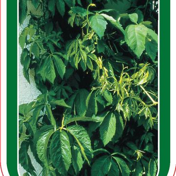 Parthenocissus quinquefolia