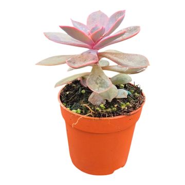 Echeveria 'Linn'