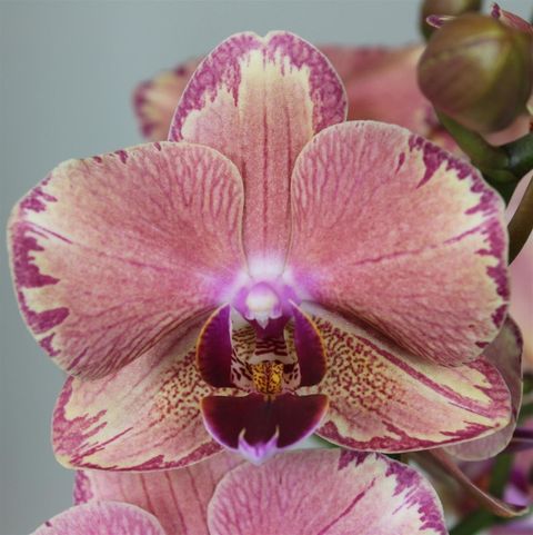 Phalaenopsis FLORICLONE PIRATE PICOTEE