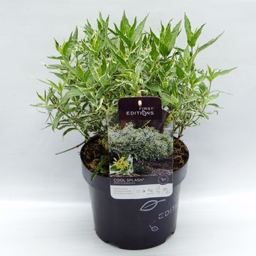 Diervilla sessilifolia COOL SPLASH