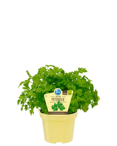 Petroselinum crispum neapolitanum