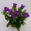 Campanula medium BLUE LADY