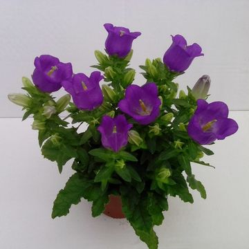 Campanula medium BLUE LADY