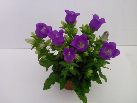 Campanula medium BLUE LADY