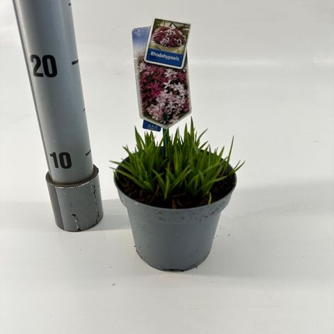 Rhodohypoxis 'Top Sally'