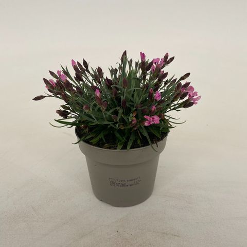 Dianthus Light Pink