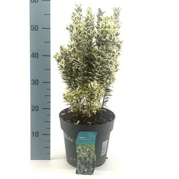 Euonymus japonicus 'White Spire'