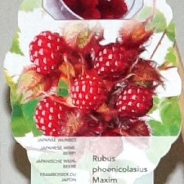 Rubus phoenicolasius