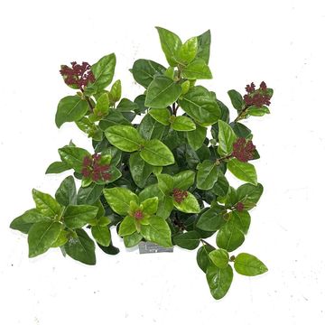 Viburnum tinus 'Lisarose'