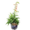 Digitalis GOLDCREST