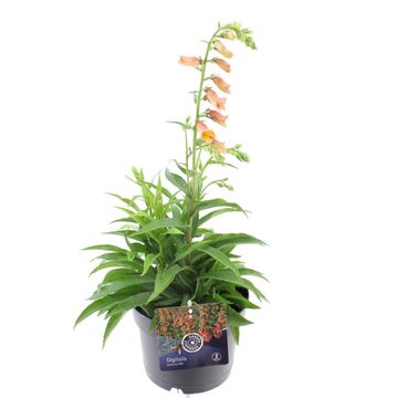 Digitalis GOLDCREST
