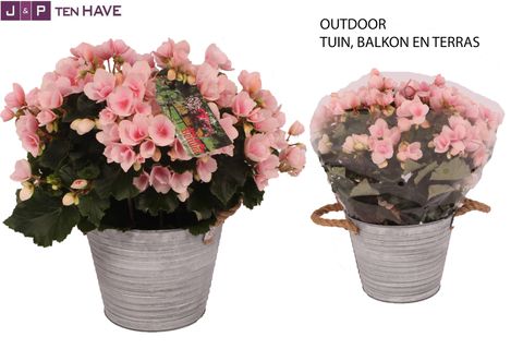 Begonia BETULIA LIGHT