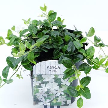 Vinca minor 'Альба'