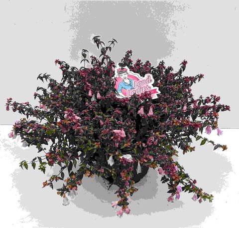 Abelia PINKY BELLS