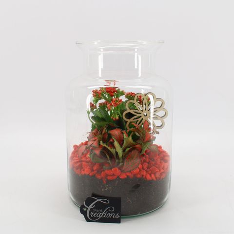 Arrangement Basic Fundamentals Terrarium