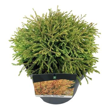 Thuja occidentalis 'Golden Tuffet'