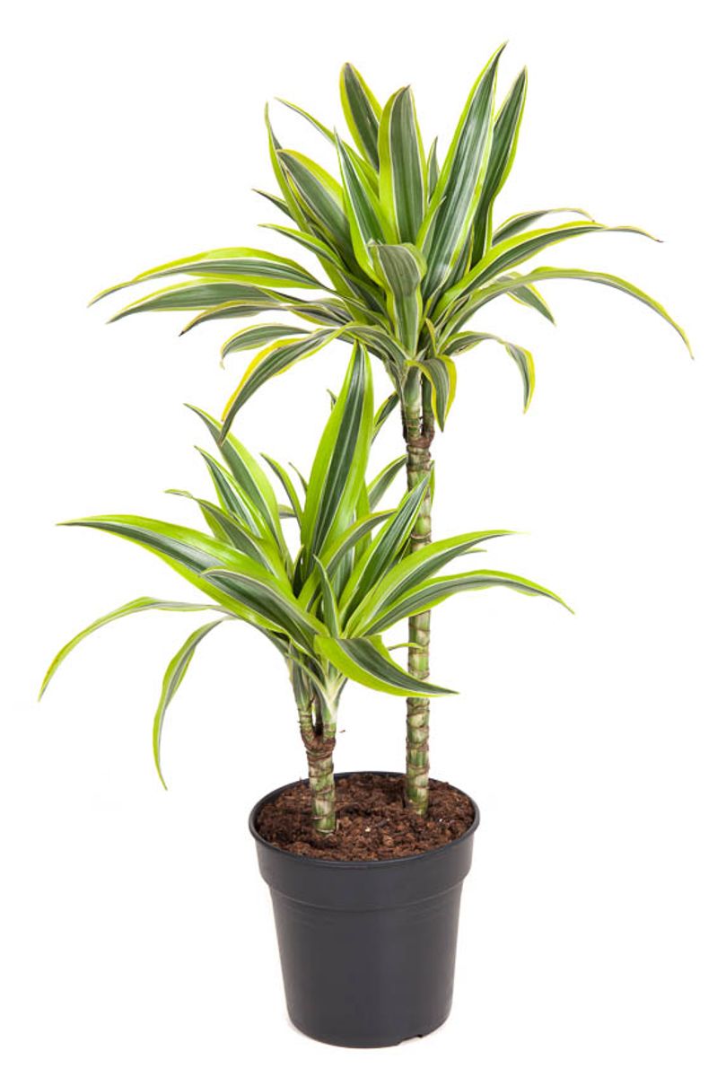 Dracaena fragrans 'Lemon Lime' — Plant Wholesale FlorAccess