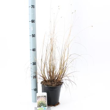 Pennisetum alopecuroides 'Хамельн'