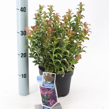 Leucothoe axillaris TWISTING RED