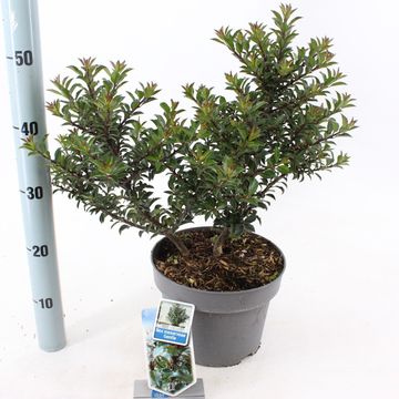 Ilex x meserveae GENTLE