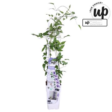 Clematis PARISIENNE BOULEVARD