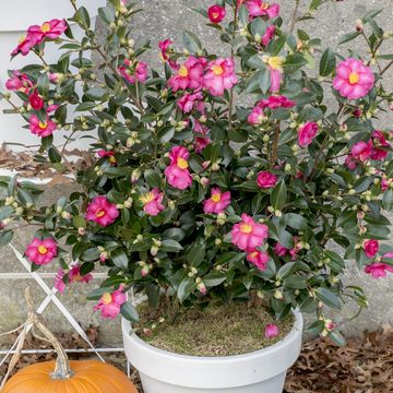 Camellia sasanqua 'Red Premium'