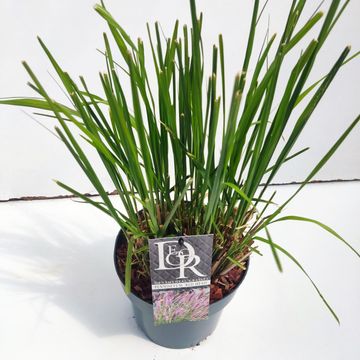 Pennisetum alopecuroides 'Red Head'